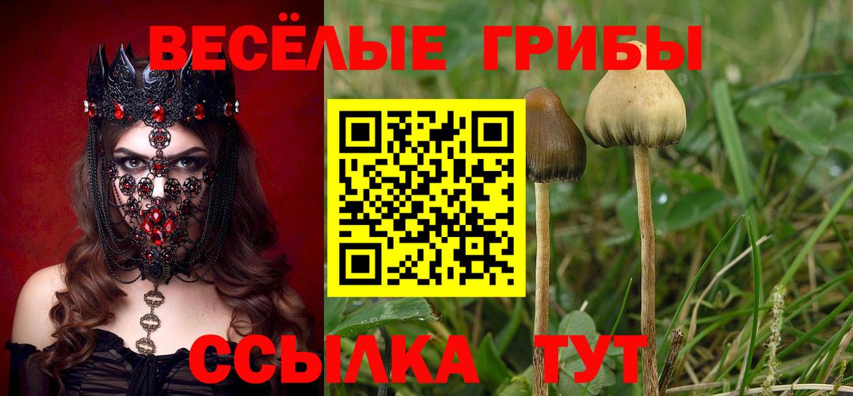 Ставрополь  Галлюциногенные грибы MAGIC MUSHROOMS  Вход с VPN  Галлюциногенные грибы Psilocybine cubensis 